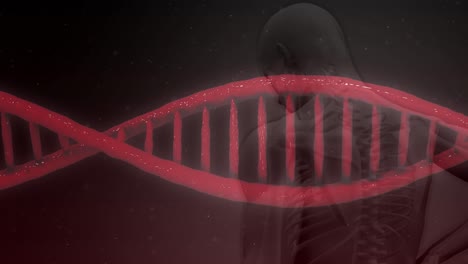 animación de una cadena roja de adn en 3d girando sobre el cuerpo humano