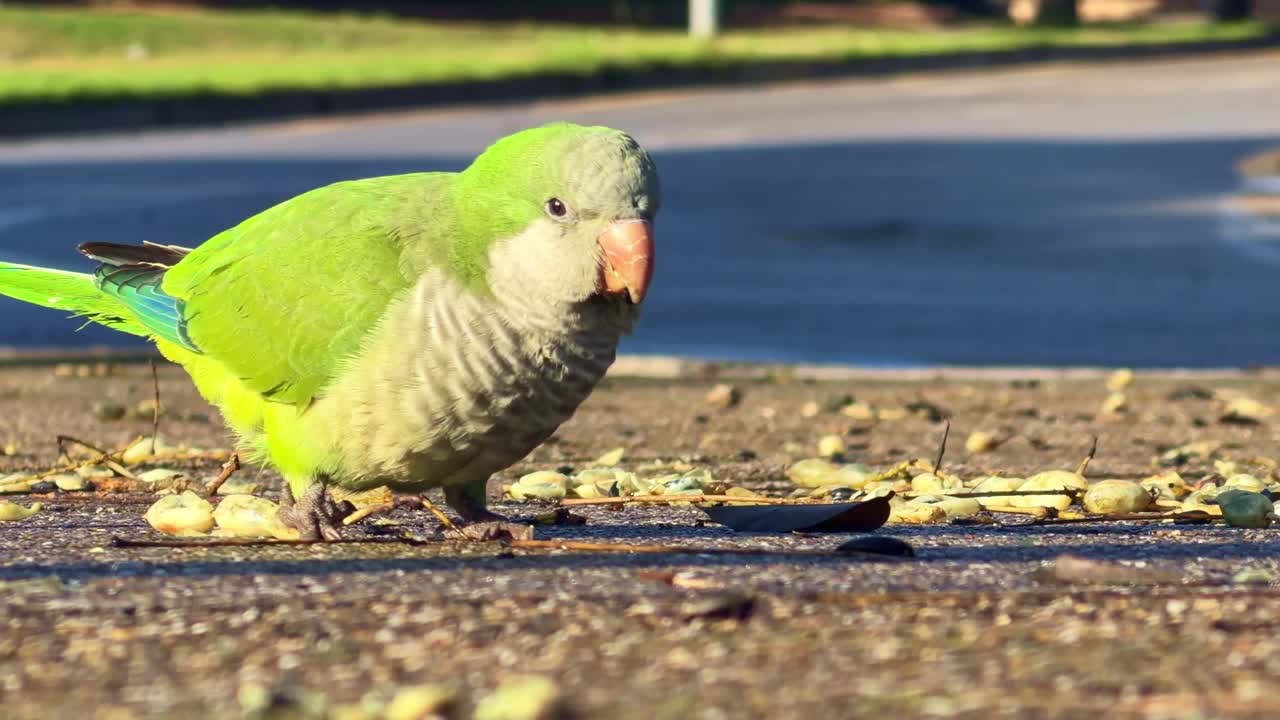 Primo piano di un parrocchetto verde rivolto verso la telecamera, prima di nutrirsi a terra al sole.