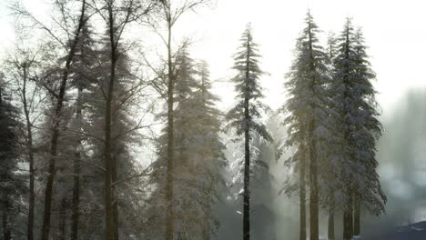 Herrliche-Weihnachtsszene-Im-Bergwald.-Bunter-Wintersonnenaufgang