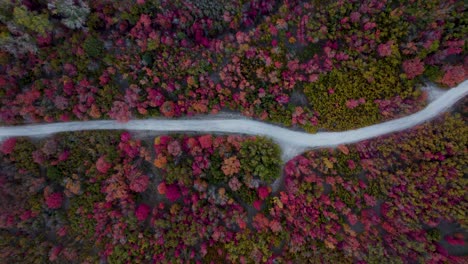 colores de otoño impresionantes en el bosque por el camino de tierra - de arriba hacia abajo aérea