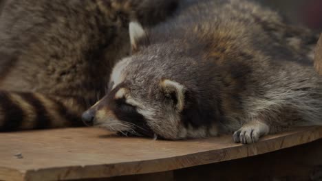 a trash panda trying to fall asleep next to its companions