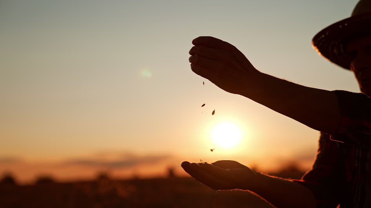 Hands of unrecognized man in a hat pouring grain from one hand to another. Farmer blows at corn to get rid of chaff. Sunset at backdrop.