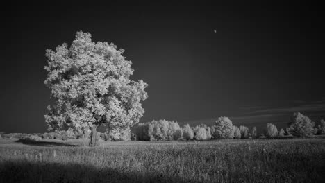 lapso de tiempo infrarrojo de un árbol en un campo con nubes y la luna saliendo