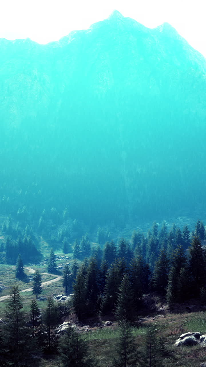 cordillera con niebla y un bosque de pinos en primer plano