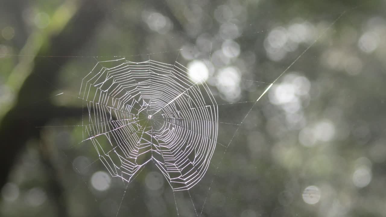 la red de araña brillando con la lluvia en un bosque