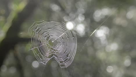 spider web glistening with rain in a forest