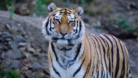 beautiful siberian tiger looking around her territory