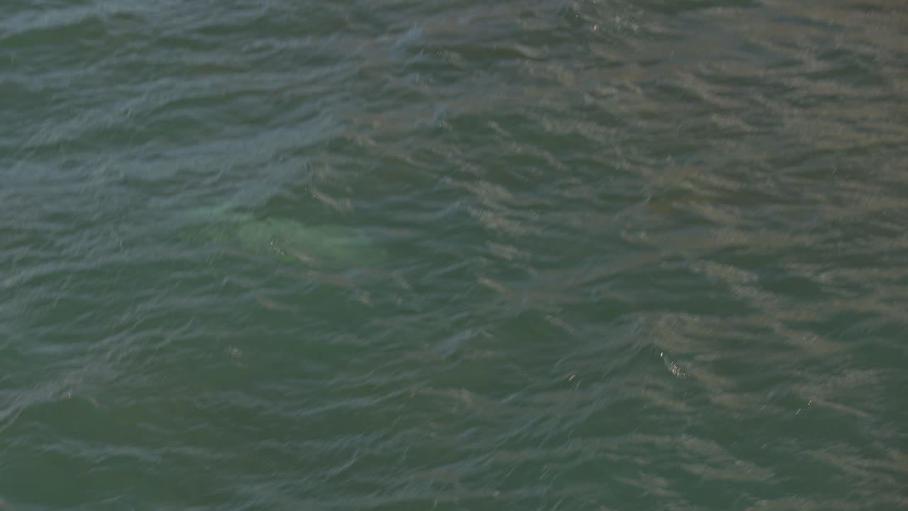 fotografía lenta de una foca gris nadando en la costa de las islas treshnish