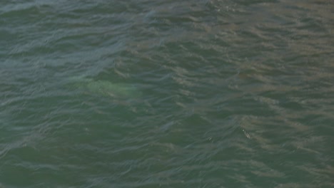 Toma-De-Seguimiento-Lenta-De-Una-Foca-Gris-Nadando-Frente-A-La-Costa-De-Las-Islas-Treshnish.