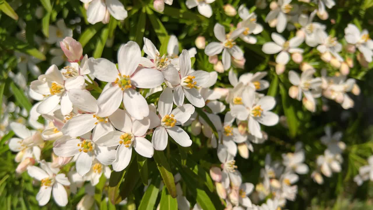 Closeup of blooming and sunlit Mexican orange blossom. Crane shot downwards the flowering shrub. Flowering plant in spring