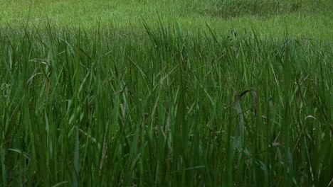 a perennial grass native to tropical and subtropical asia and also introduced to several countries