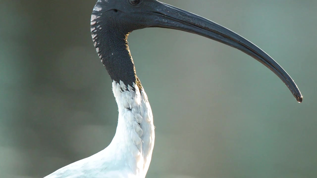 Un primo piano dettagliato di profilo di un ibis bianco australiano su uno sfondo bokeh morbido.