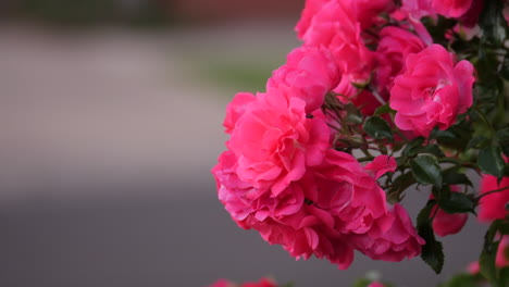 Leuchtend-Rosa-Rosen-Auf-Einem-Busch-Während-Des-Sonnenuntergangs