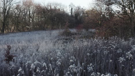 early morning winter landscape, close tracking shot over a field of frost-covered bushes