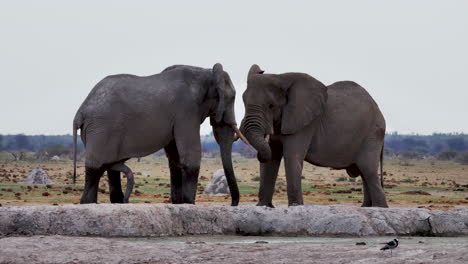 a pair of elephants standing at the savanna in makgadikgadi pans national park, botswana - medium shot