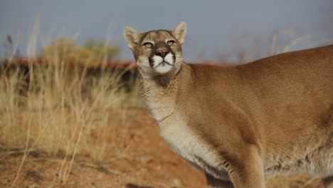 el león de montaña puma acechando a su presa en cámara lenta en un clima árido del desierto - al estilo de un documental de la naturaleza