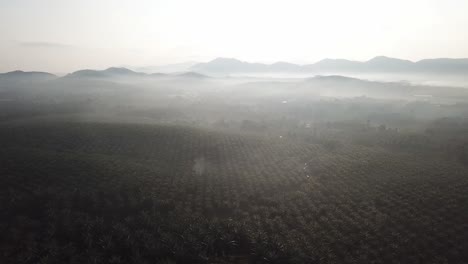 Ölpalmenplantage-In-Malaysia-Im-Ländlichen-Gebiet-Am-Morgen.
