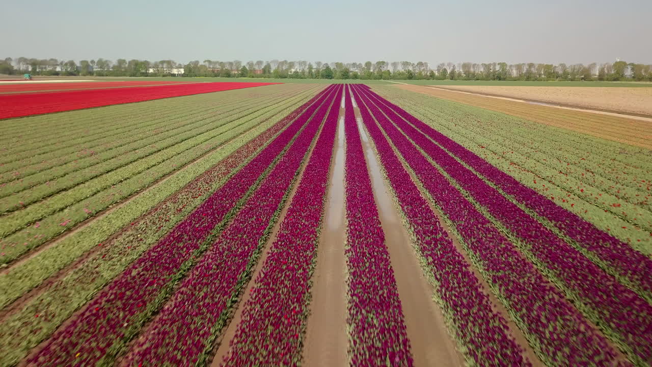 Aerial drone shot of flying forward over the purple tulip flowers field