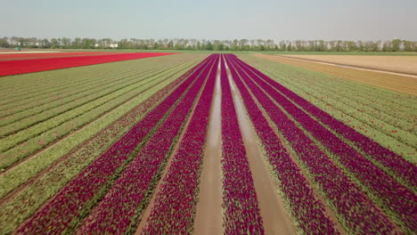 aerial drone shot of flying forward over the purple tulip flowers field
