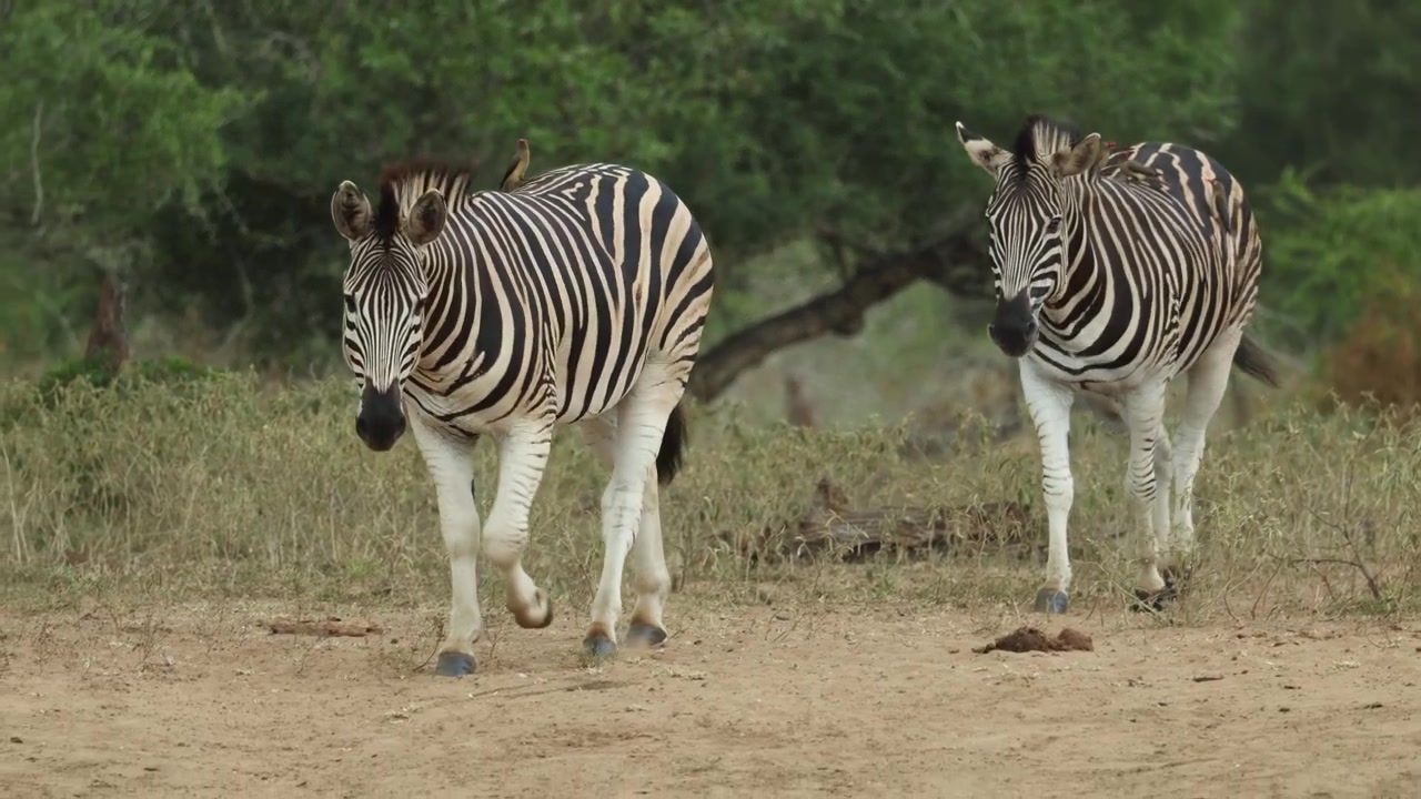 Due zebre di pianura camminano verso la telecamera attraverso la sabbia, nella Riserva di caccia di Mkuze.