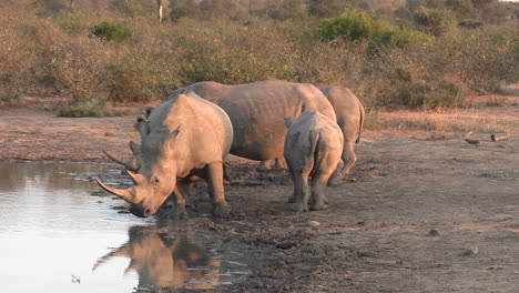 rinocerontes blancos reunidos en un pozo de agua en sudáfrica