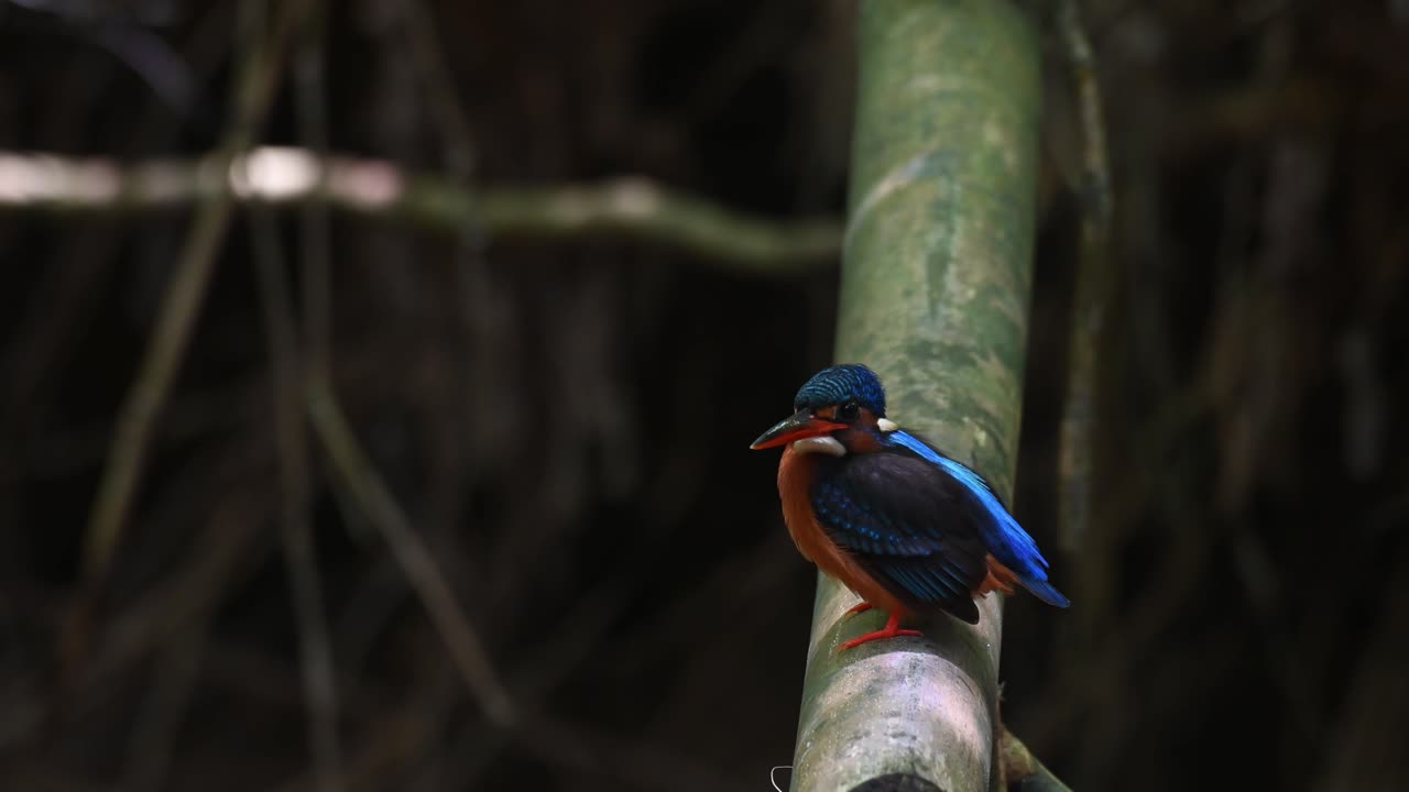 Blåøreisfugl, Alcedo meninting, Thailand