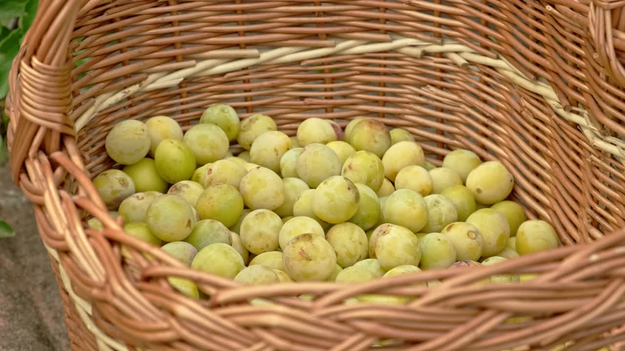 Basket full of yellow plum mirabelle de lorraine, freshly picked 4k