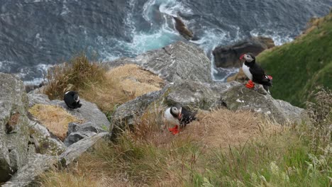 puffins on a cliff