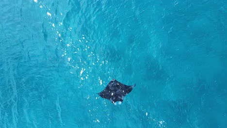 large marine manta ray effortlessly glides as it feeds in the blue waters of the great barrier reef