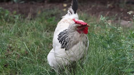a light sussex hen foraging for food on overgrown lawn in mid summer. uk