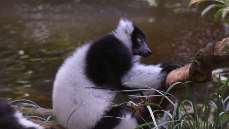 Schwarz-Weiß-Lemur,-Der-Auf-Einem-Baum-Ruht