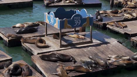 Cámara-Lenta-De-Bandada-De-Focas-Relajándose-En-Flotadores-De-Madera-En-El-Muelle-39-Del-Puerto-De-La-Bahía-De-San-Francisco,-California,-Ee.uu.