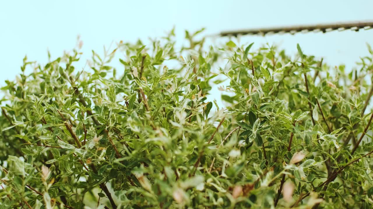 정원 가공자: 을 위한 전기 트리머와 함께 그린 파크에서 나무를 잘라내는 정원 노동자: 정원에서 나무를 형성하는 노동자: 뒷마당에서 오렌지 전기 트리마와 함께 나무 식물을 잘라내는 노동자.