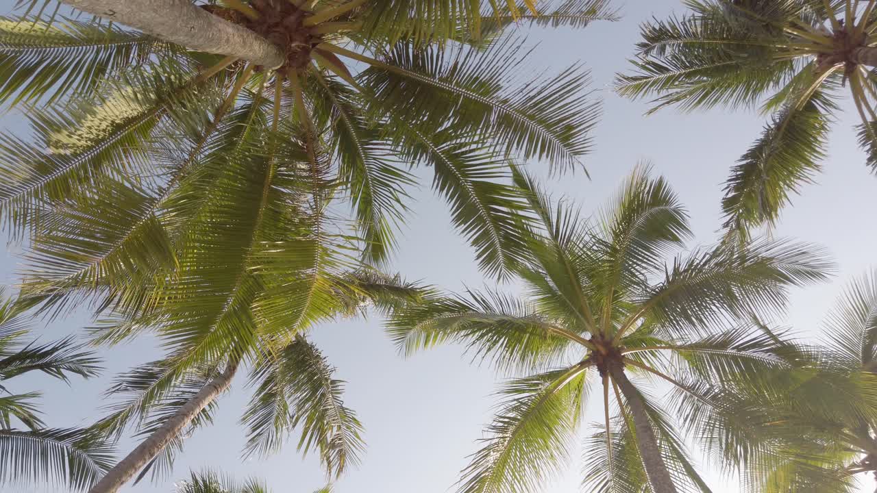 Slowmotion view of coconut palm trees against sky near beach on the tropical island with sunlight through