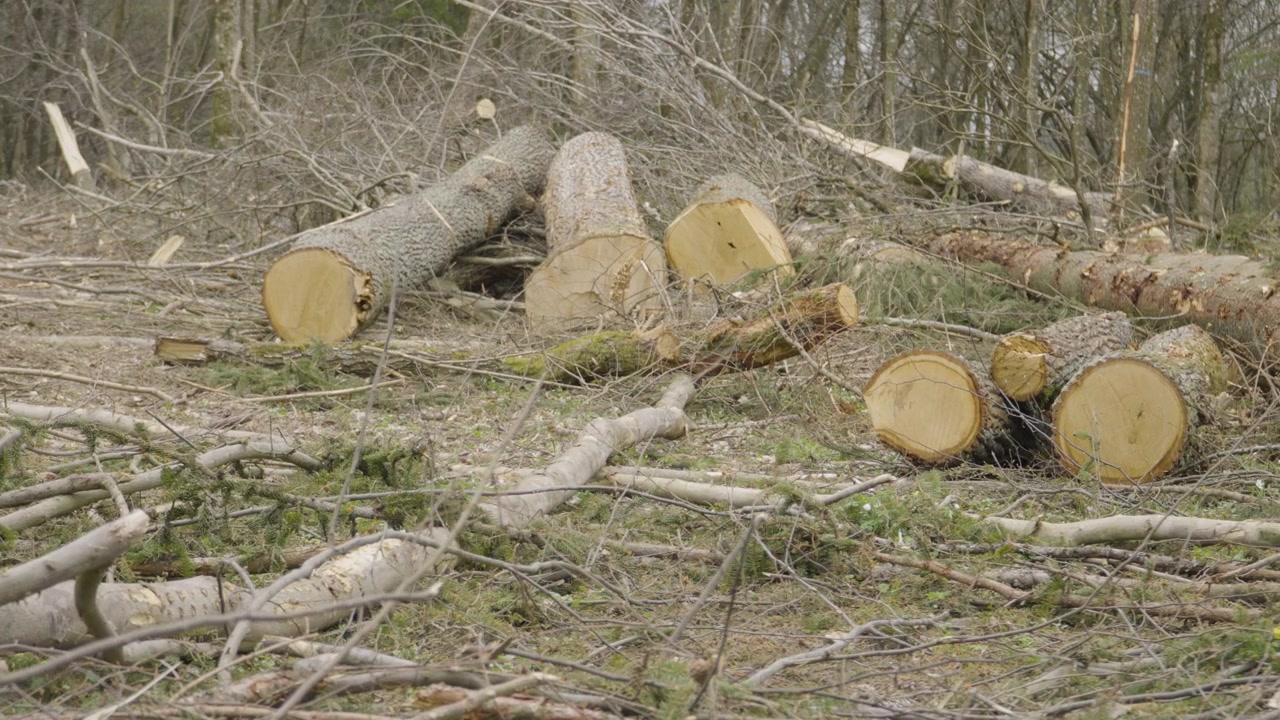 Forest Impact: Dramatic Close-Up Panning Shot of Chopped Tree and Surrounding Woodland