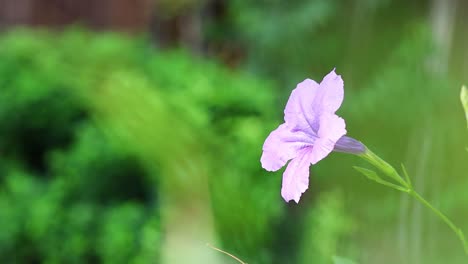 a purple flower sways gently in the garden