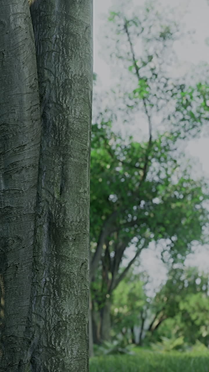 Illuminating a tall tree among a rich tapestry of greenery nature thrives in this peaceful
