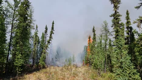 Drohnenaufnahme-Eines-Waldbrandes