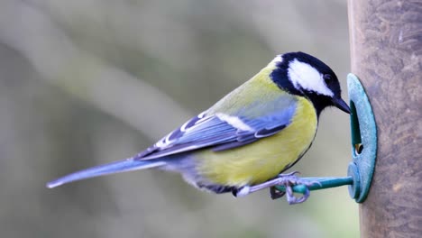 4K-Zeitlupenaufnahme-Von-Vögeln,-Die-Auf-Einem-Vogelfutterhäuschen-Landen-Und-Samen-Aus-Nächster-Nähe-Essen