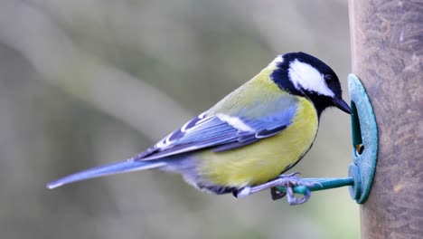 toma en cámara lenta de 4k de pájaros aterrizando en un comedero para pájaros y comiendo semillas de cerca