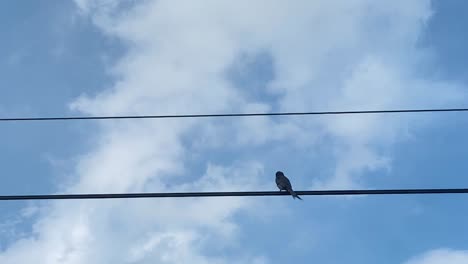 bird perched on overhead powerline against blue skies and clouds