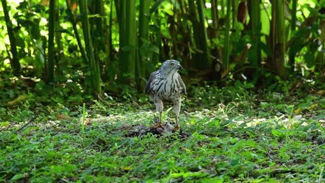 Shikra,-Der-Sich-Von-Einem-Anderen-Vogel-Auf-Dem-Boden-Ernährte,-Dieser-Raubvogel-Fing-Einen-Vogel-Zum-Frühstück-Und-Er-War-Damit-Beschäftigt-Zu-Essen,-Dann-Wurde-Er-Erschrocken-Und-Flog-Davon