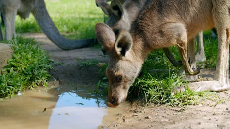 close up pod of kangaroos drinking from a puddle