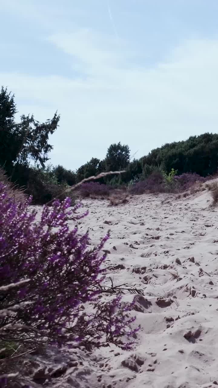 Sanddünen mit blühendem lila Heidekraut.