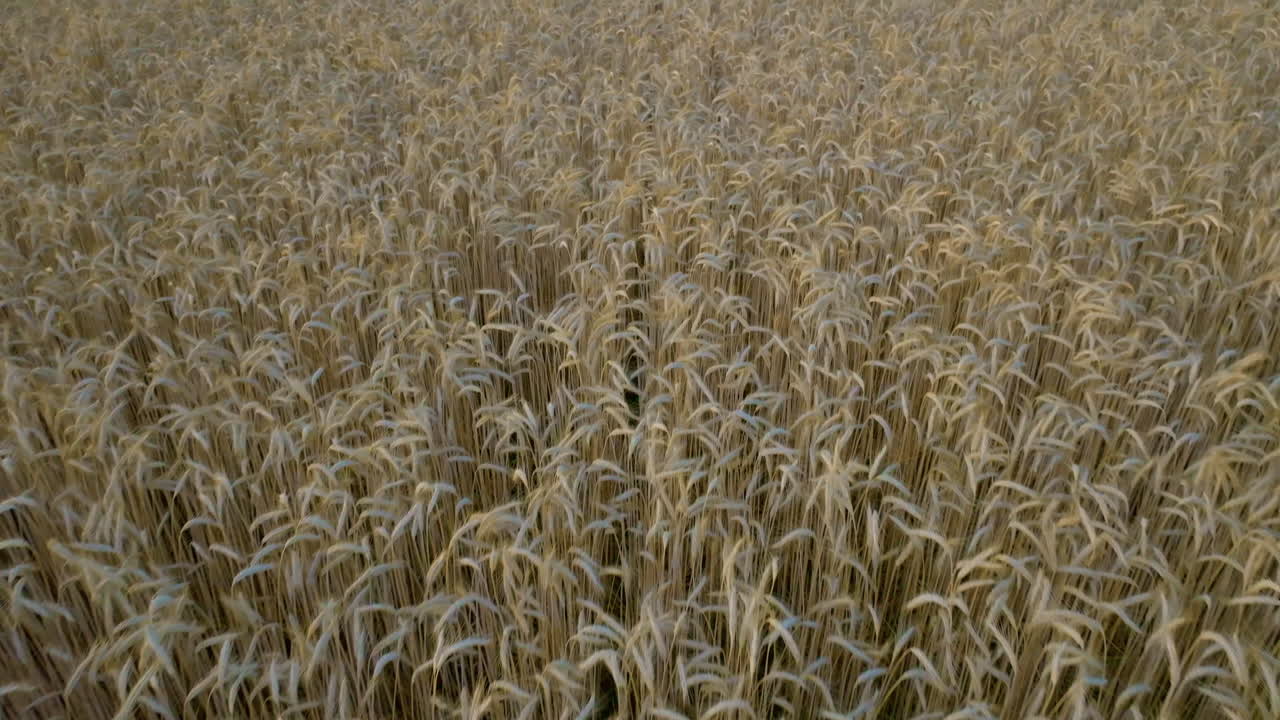 vista aérea de un campo de trigo