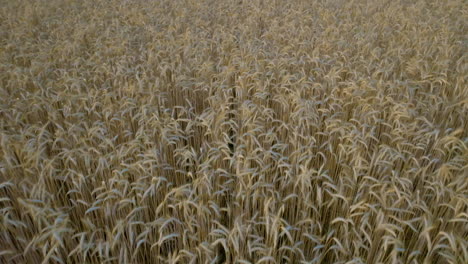 aerial view of a wheat field