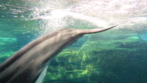 delfín nadando con gracia en el claro paisaje submarino