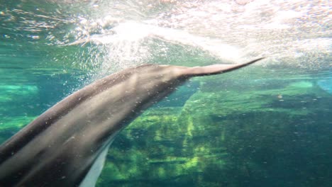 dolphin gracefully swimming in clear underwater scenery