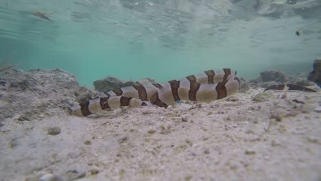 a poisonous banded sea snake hunting through tropical water looking for its prey to eat