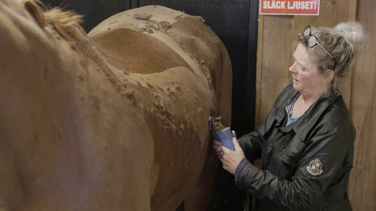 una hembra caucásica afeitando cuidadosamente la espalda de un caballo en un establo, el aseo es parte de la rutina de higiene cuando se cuida un caballo